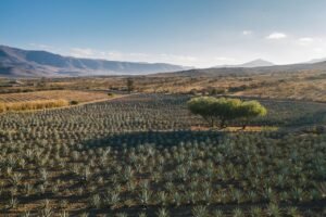 Read more about the article Κλείνει το θέμα του ΑΤΑΚ λέει ο Τσιάρας, διαβάθμιση προτείνει ένας αγρότης