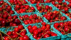 Read more about the article Κατάρρευση στην παραγωγή κερασιών Πολωνίας