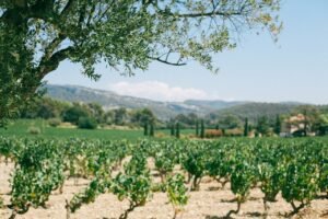 Read more about the article Εθνικός Κατάλογος ποικιλιών, υποκειμένων και κλώνων αμπέλου