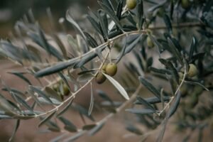 Read more about the article Σαρακιώτης κατά Τσιάρα για τις εξαιρέσεις από την ενίσχυση του Μέτρου 23