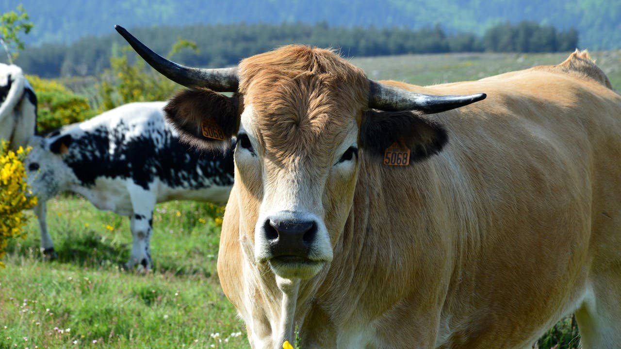 Read more about the article Διευκρινήσεις ΟΠΕΚΕΠΕ για απογραφή ζώων ενόψει πληρωμών προγραμμάτων