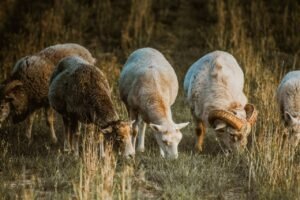 Read more about the article Ποιοι θα μείνουν εκτός πληρωμής de minimis ζωοτροφών