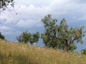 Read more about the article Με αργό ρυθμό οι πληρωμές, σήμερα πιθανόν να πιστωθούν στρεμματικές Αιγαίου