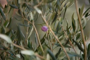 Read more about the article Καολίνη: Τα οφέλη για την ελιά