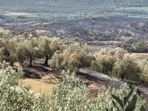 Read more about the article Σταμνά: Πολλοί αγρότες έχασαν 500 και 800 δέντρα ελιάς από τη φωτιά