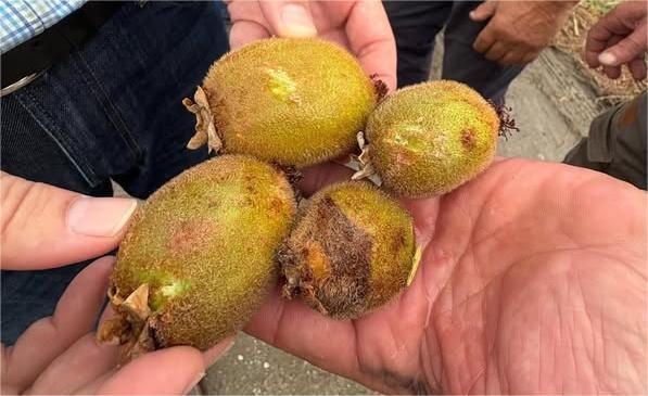 You are currently viewing Πιερία: Ζημιές σε καλλιέργειες από χαλαζόπτωση