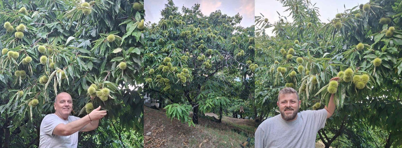 Read more about the article Καλή προαλείφεται η φετινή χρονιά για το κάστανο Πιερίας