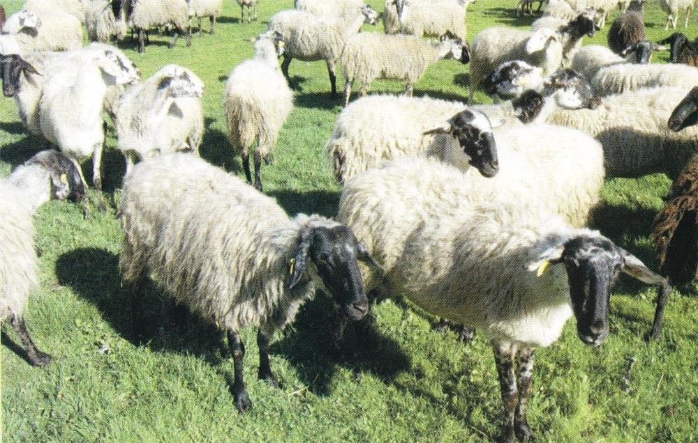 Read more about the article Κουρέτας: Δεν θα επιτρέψουμε να χαθεί η καλύτερη φυλή στον κόσμο