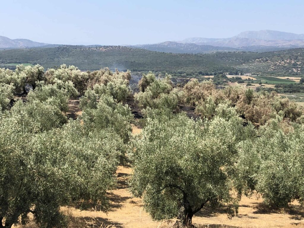 Πώς θα γίνει δήλωση απωλειών στο ζωικό κεφάλαιο εξαιτίας πυρκαγιάς