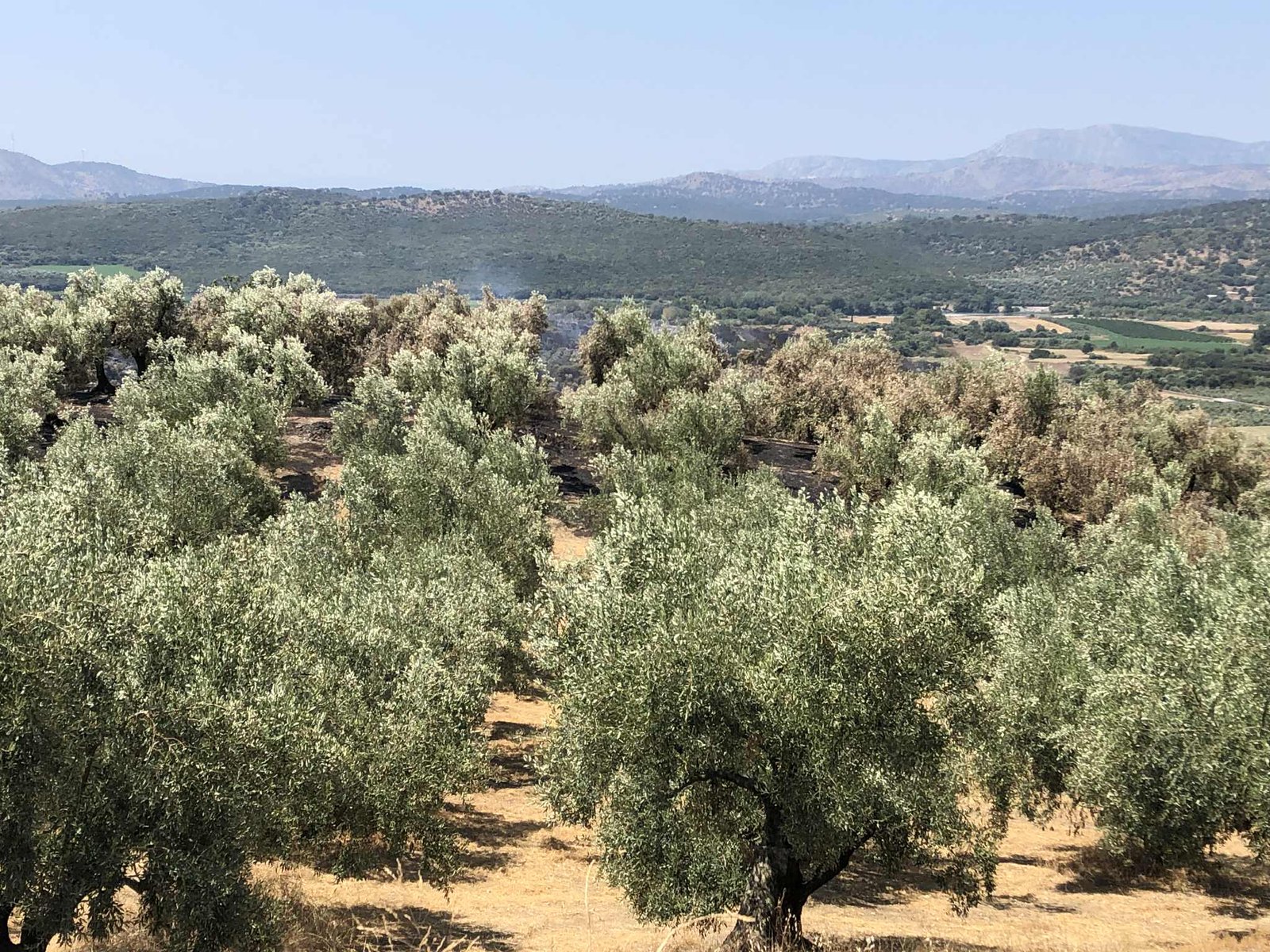 You are currently viewing Πώς θα γίνει δήλωση απωλειών στο ζωικό κεφάλαιο εξαιτίας πυρκαγιάς