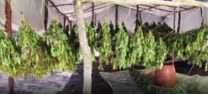 Read more about the article Εντοπίστηκε οργανωμένη φυτεία με χιλιάδες δενδρύλλια κάνναβης