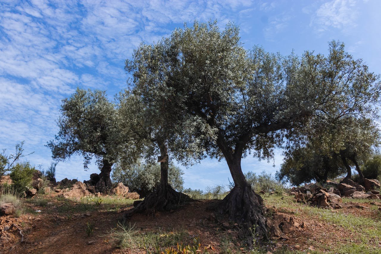 You are currently viewing Ισπανία: Παρατεταμένοι καύσωνες χτυπούν την ελαιοπαραγωγή
