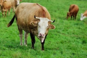 Read more about the article Πότε θα πληρωθεί η «Διατήρηση απειλούμενων αυτόχθονων αγροτικών ζώων»