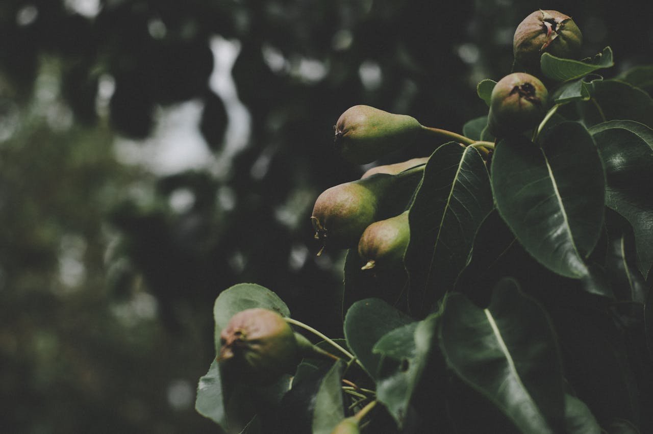 Read more about the article Ο ΕΛΓΑ για τις αποζημιώσεις δενδρωδών Αρκαδίας