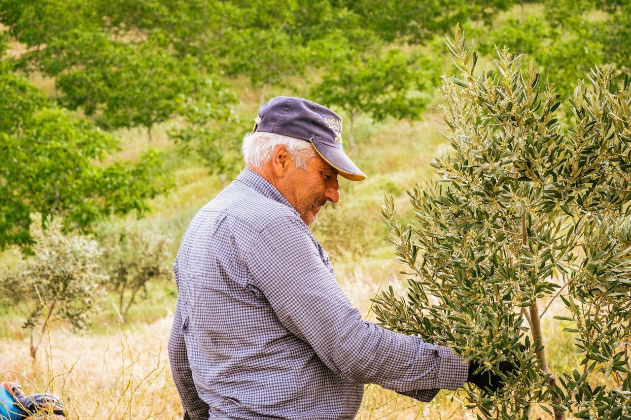 Read more about the article Ημερίδες ενημέρωσης ελαιοτριβέων και ελαιοπαραγωγών
