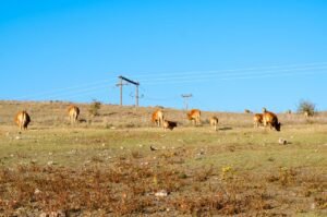 Read more about the article Μεγάλες αλλαγές στο πρόγραμμα των αυτόχθονων φυλών