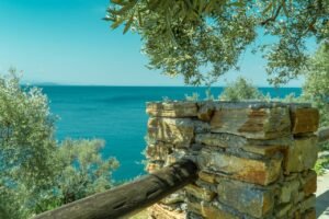 Read more about the article Έτσι θα βγάλετε λεφτά από τα φύλλα ελιάς