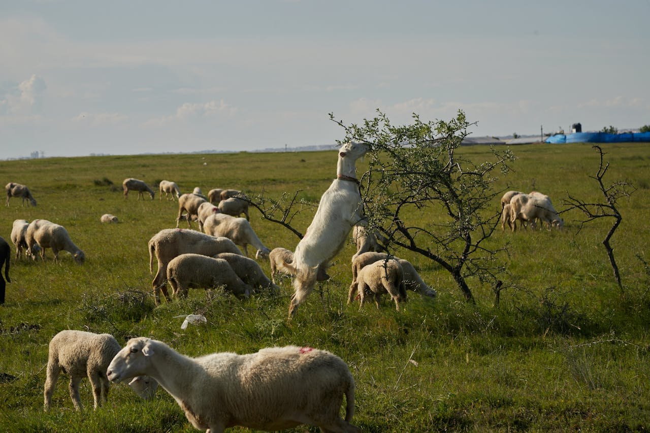 You are currently viewing Και 1,70 στο πρόβειο τη νέα σεζόν και συμβόλαια τριετίας