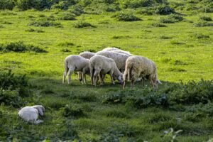 Read more about the article Ευλογιά: Ύποπτα κρούσματα στο νομό Αχαΐας