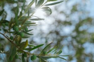 Read more about the article 50 εκατ. ευρώ για την ακαρπία της ελιάς: Υπαρκτό σενάριο ή πνίγηκαν κι αυτά στη Θεσσαλία