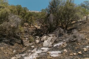 Read more about the article Έκτακτα μέτρα για τους πυρόπληκτους ανακοίνωσε η κυβέρνηση