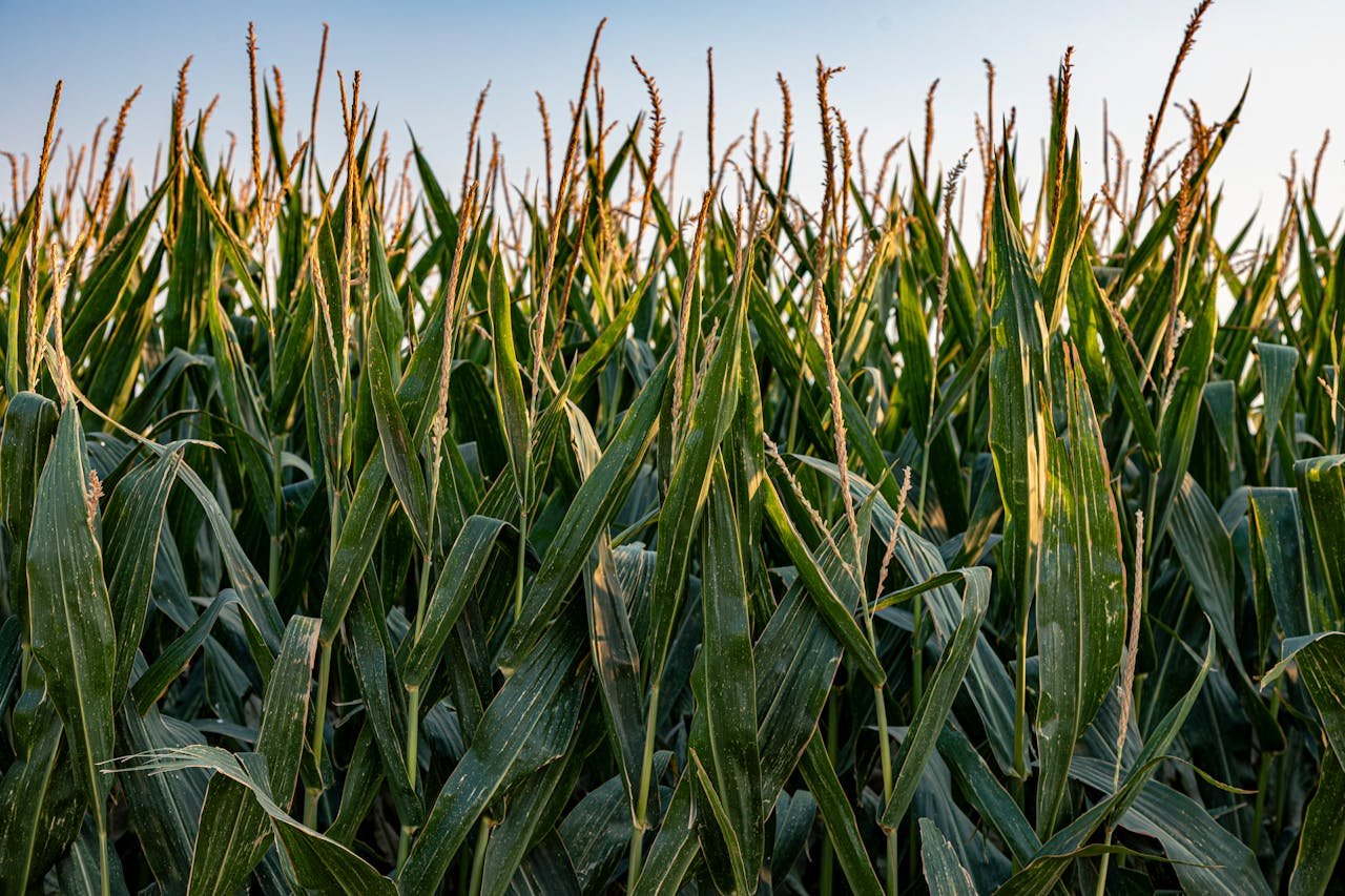 Read more about the article Κίνα: Αύξηση παραγωγής καλαμποκιού και μείωση εισαγωγών