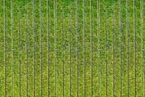 Read more about the article Καμιά νέα παράταση για το ΟΣΔΕ, ανακοίνωσε ο ΟΠΕΚΕΠΕ