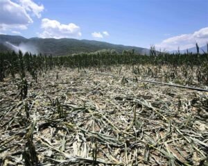 Read more about the article Χωρίς παραγωγή άφησαν τα αγριογούρουνα αγρότες στο Ομόλιο, θέρισαν τα καλαμπόκια