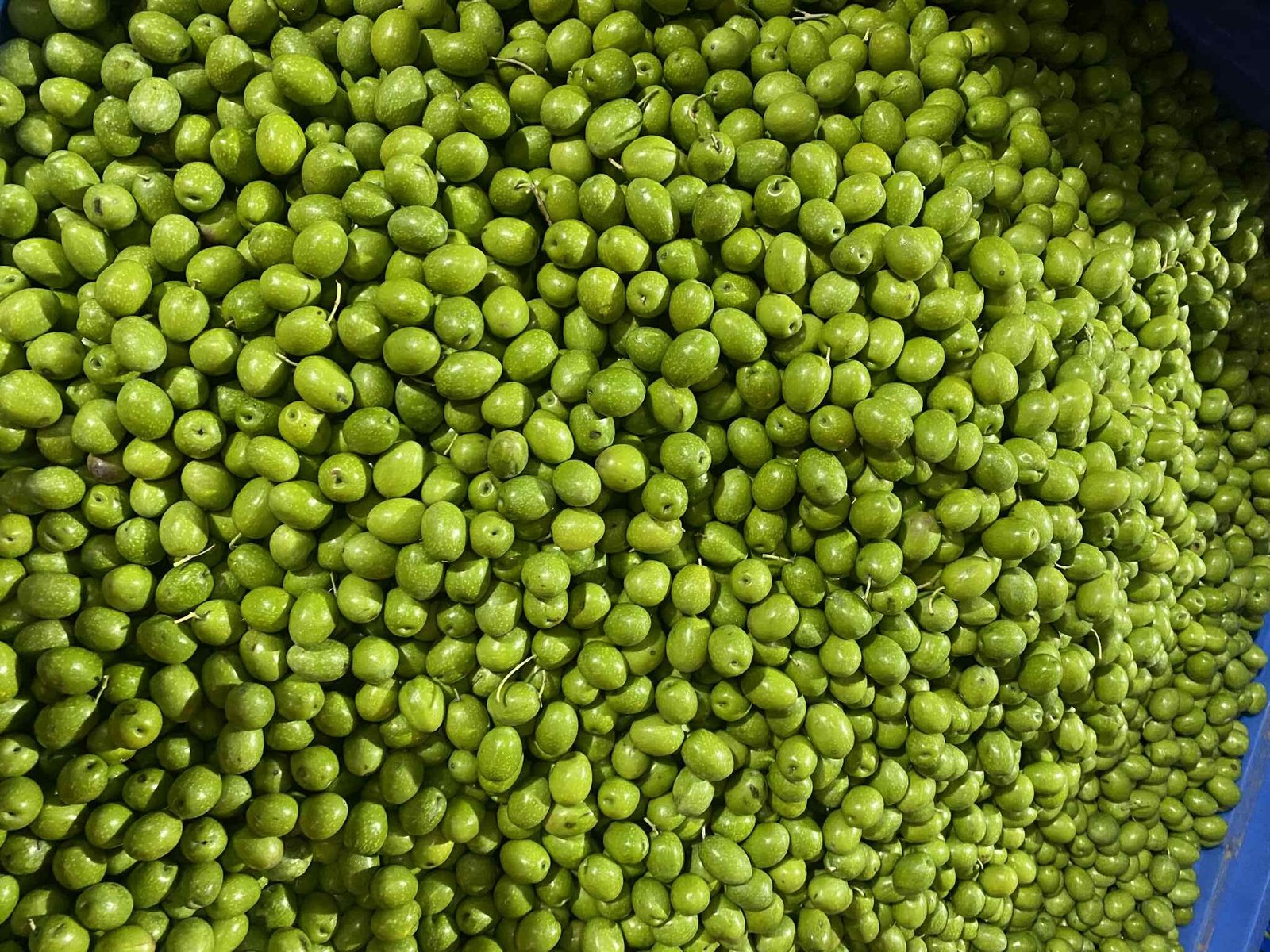 Read more about the article Έως 1,70 ευρώ η ελιά Αγρινίου στον παραγωγό, η ξηρασία σταμάτησε τη συγκομιδή