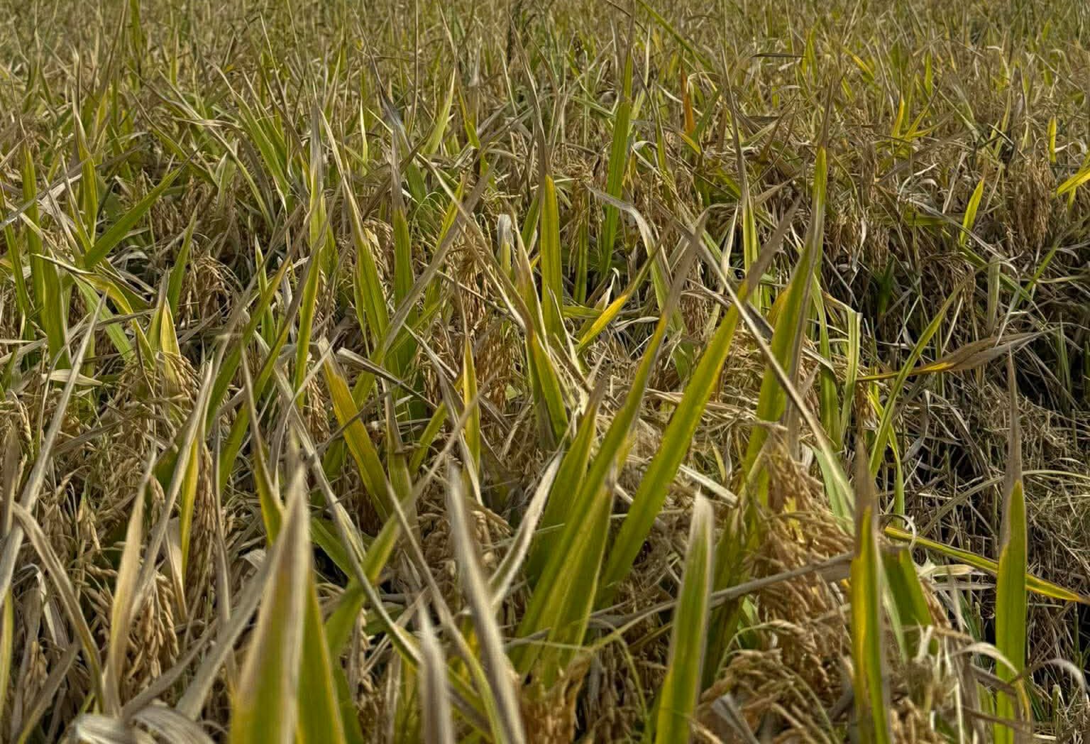 Read more about the article Ιταλία: Διατηρεί κεντρική θέση το ρύζι