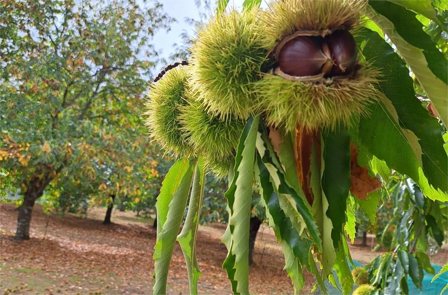 Read more about the article Καλές τιμές θα πιάσει και φέτος το κάστανο, πώς αναμένεται η παραγωγή ανά περιοχή