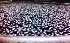 Read more about the article Τα 2,5 ευρώ “χτυπάει” η ελιά Καλαμών, οι τιμές για πράσινες βιολογικές