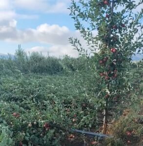 Read more about the article Καστοριά: Επίσκεψη Σαββόπουλου, Χαρούμενου και κλιμάκιο του ΕΛΓΑ στις πληγείσες περιοχές