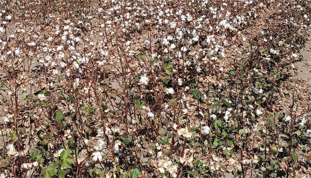 Read more about the article Χιλιάδες στρέμματα βαμβακιού χωρίς νερό, μόλις 100-150 κιλά οι αποδόσεις