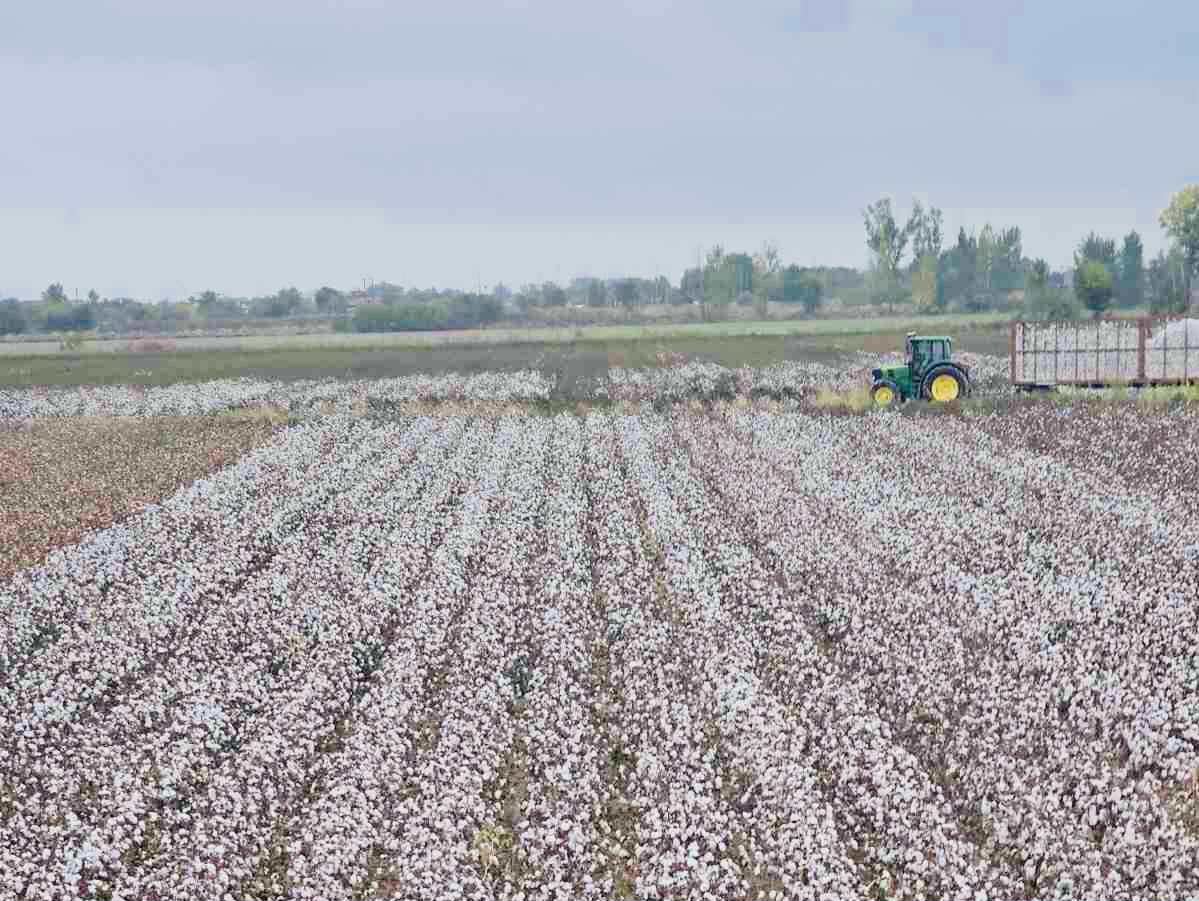 Read more about the article Βαμβάκι: Αισιοδοξία για τις αποδόσεις, απογοήτευση για τις τιμές