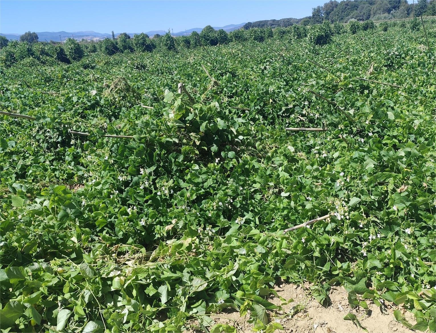 Read more about the article “Άμεση αποζημίωση των παραγωγών της Π.Ε. Καστοριάς που επλήγησαν από το σφοδρό μπουρίνι”