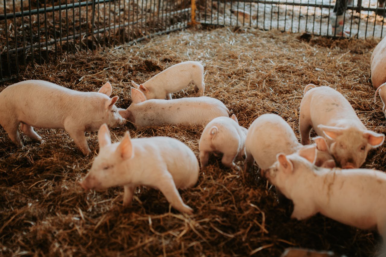 Read more about the article Εγκύκλιος ΟΠΕΚΕΠΕ για την “καλή μεταχείριση χοίρων ενσταβλισμένης εκτροφής”