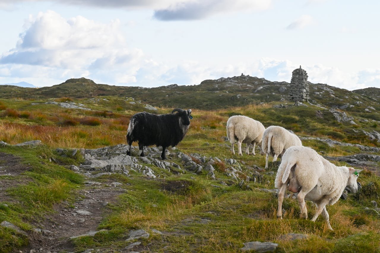 Read more about the article Ν. Αριστερά: Εμπαιγμός νησιωτών κτηνοτρόφων με την αδικαιολόγητη καθυστέρηση καταβολής της «Αμάλθεια»