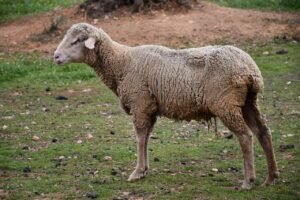 Read more about the article Στη βουλή η “σφαγή” στις κατανομές βοσκότοπων-επιδοτήσεων