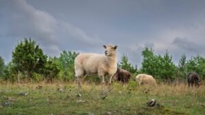 Read more about the article Crash test μεταξύ προβάτων Assaf και Lacaune: Τι πρέπει να ξέρουν οι κτηνοτρόφοι