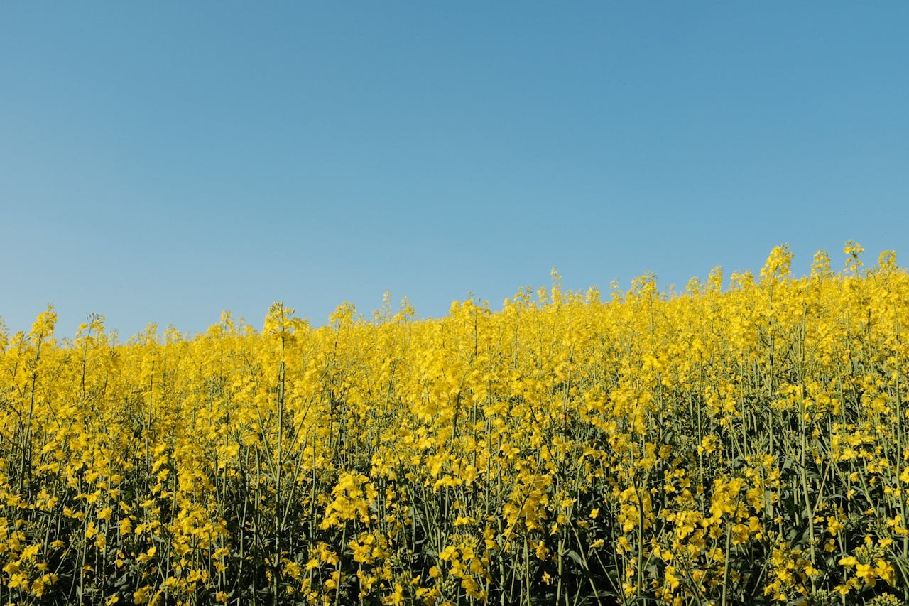 Read more about the article Τα δεδομένα για τις πληρωμές του Μέτρου 23, καμιά ανακοίνωση στη ΔΕΘ