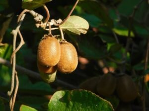 Read more about the article Σήμανση “προβληματικών” φυτών ακτινιδίων, μια καλλιεργητική διαχείριση με μεγάλη πρακτική αξία