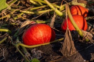 Read more about the article Δεν αλλάζει η απόφαση για τα φερτά υλικά, ποιοι θα πάρουν αποζημιώσεις