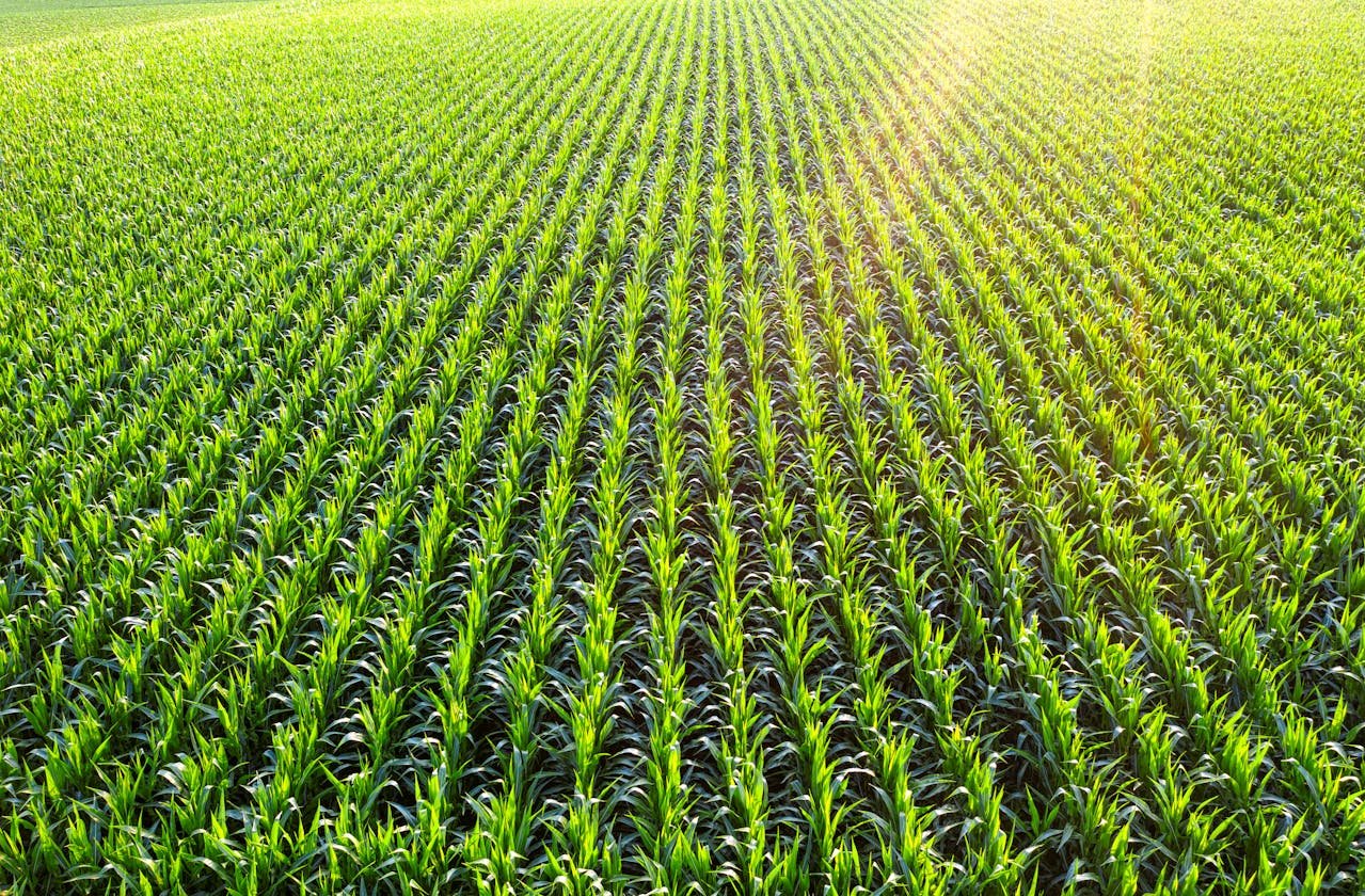 Read more about the article Προβλέψεις για νέο ρεκόρ στις εξαγωγές καλαμποκιού των ΗΠΑ