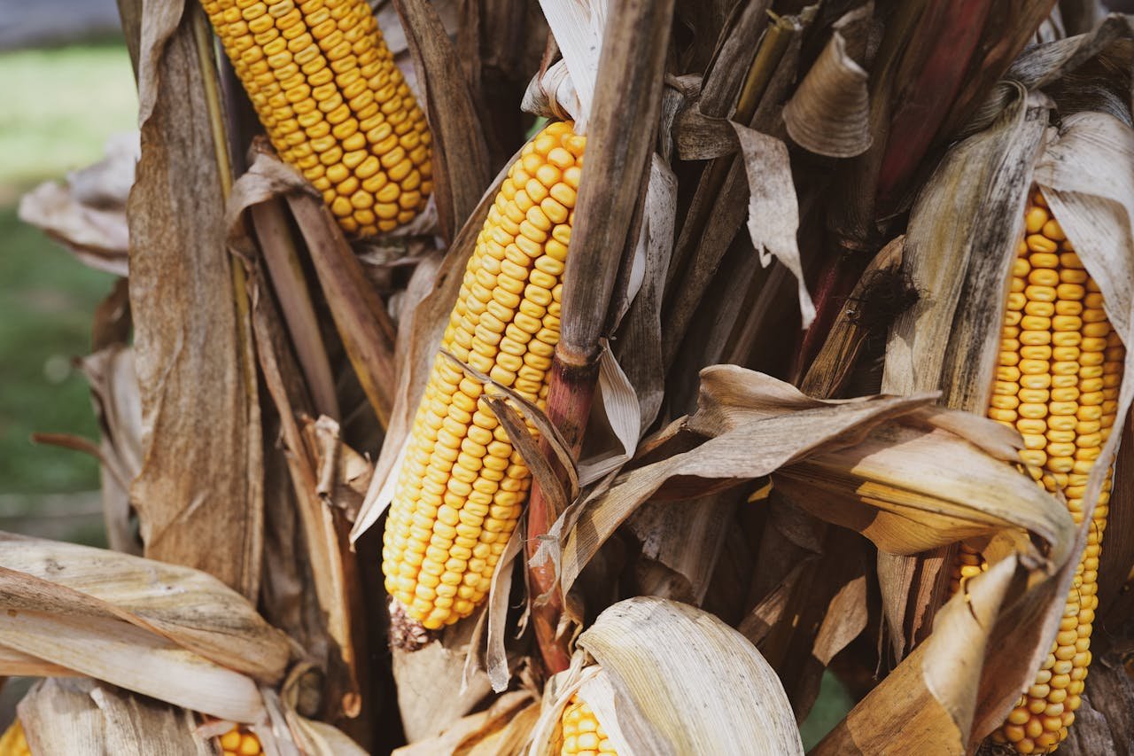 Read more about the article Στα 25 λεπτά οι ανώτερες τιμές παραγωγού στο καλαμπόκι, πιέσεις σε περιοχές με ευλογιά