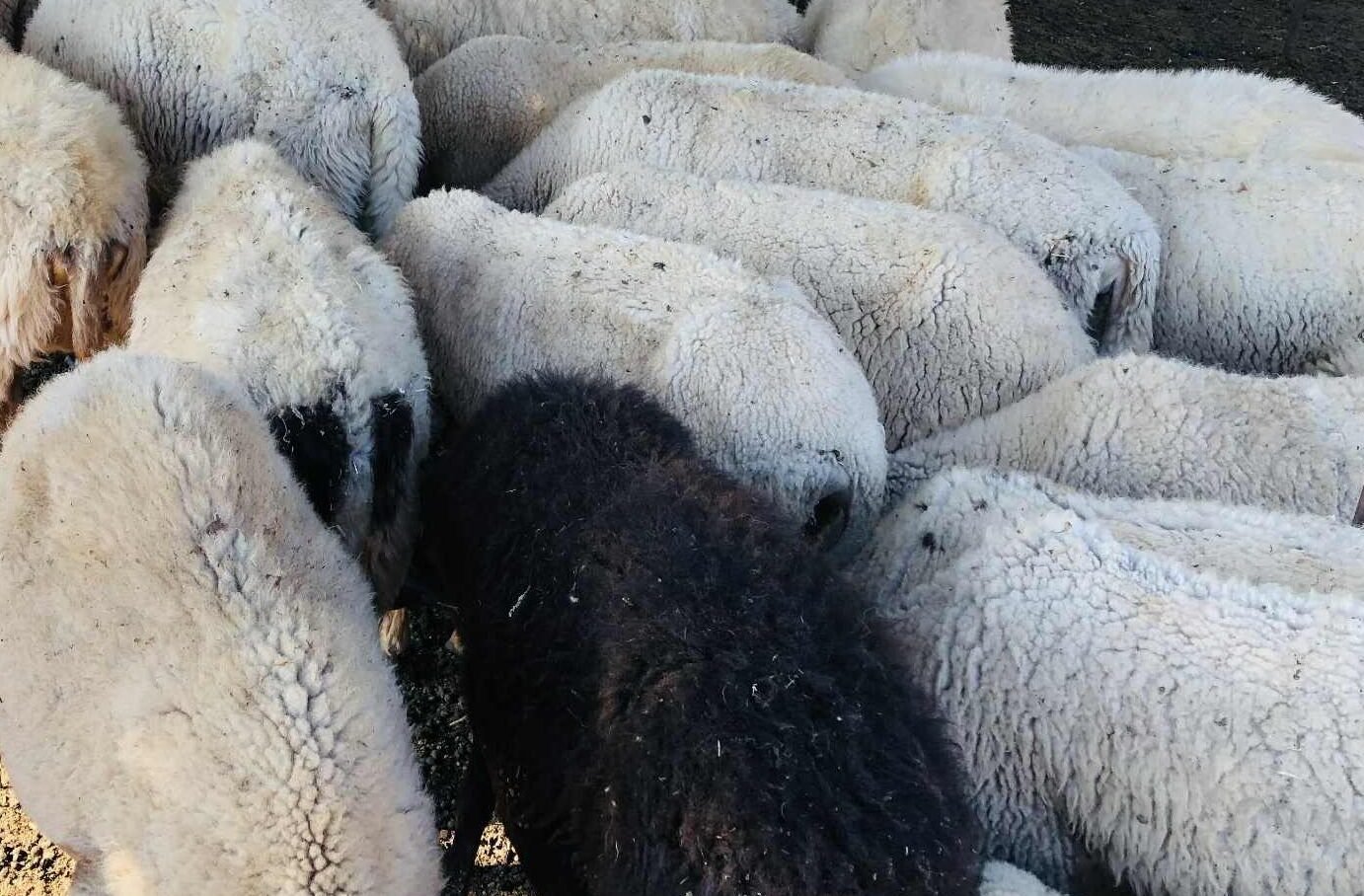 Read more about the article 15 νέα κρούσματα ευλογιάς σε διάστημα 20 ημερών