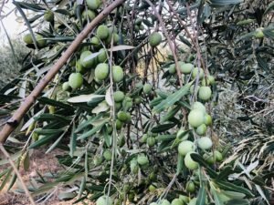 Read more about the article Σταρακά: «Απαιτείται άμεση πολιτική παρέμβαση για να σωθούν οι ΟΕΦ»