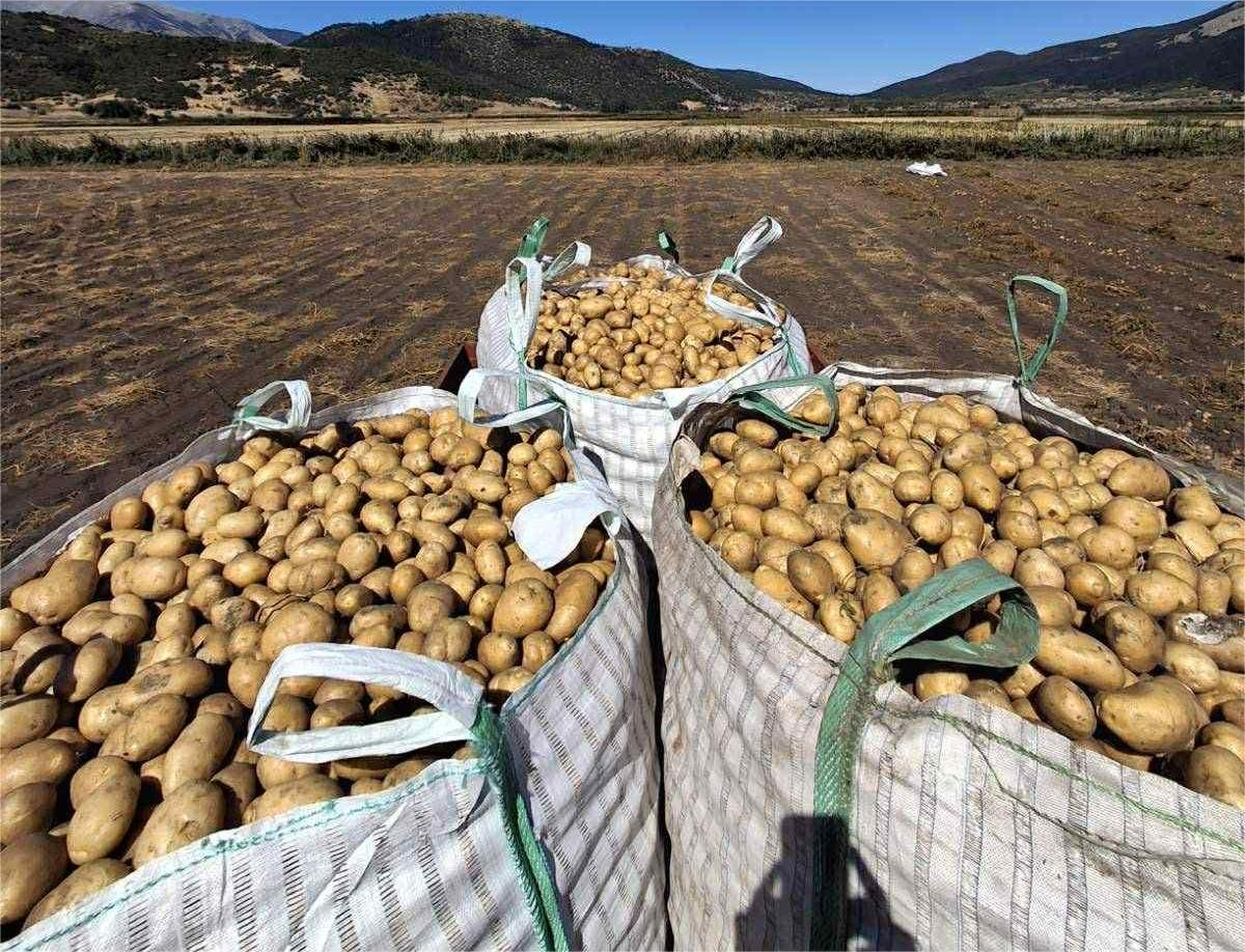 Read more about the article Πατάτες πρώτης ποιότητας θέλουν να τις πάρουν κοψοχρονιά από τους παραγωγούς