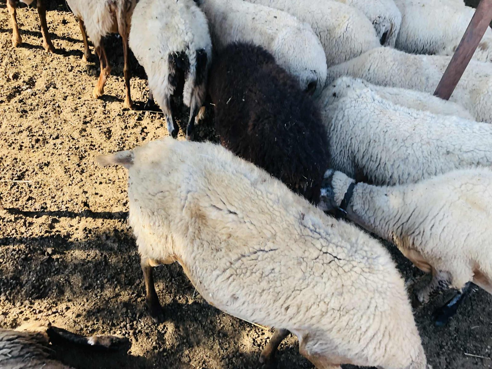 Read more about the article Αντίστροφη μέτρηση για νέα συνάντηση κυβερνητικών με κτηνοτρόφους για ζωονόσους, προβλήματα