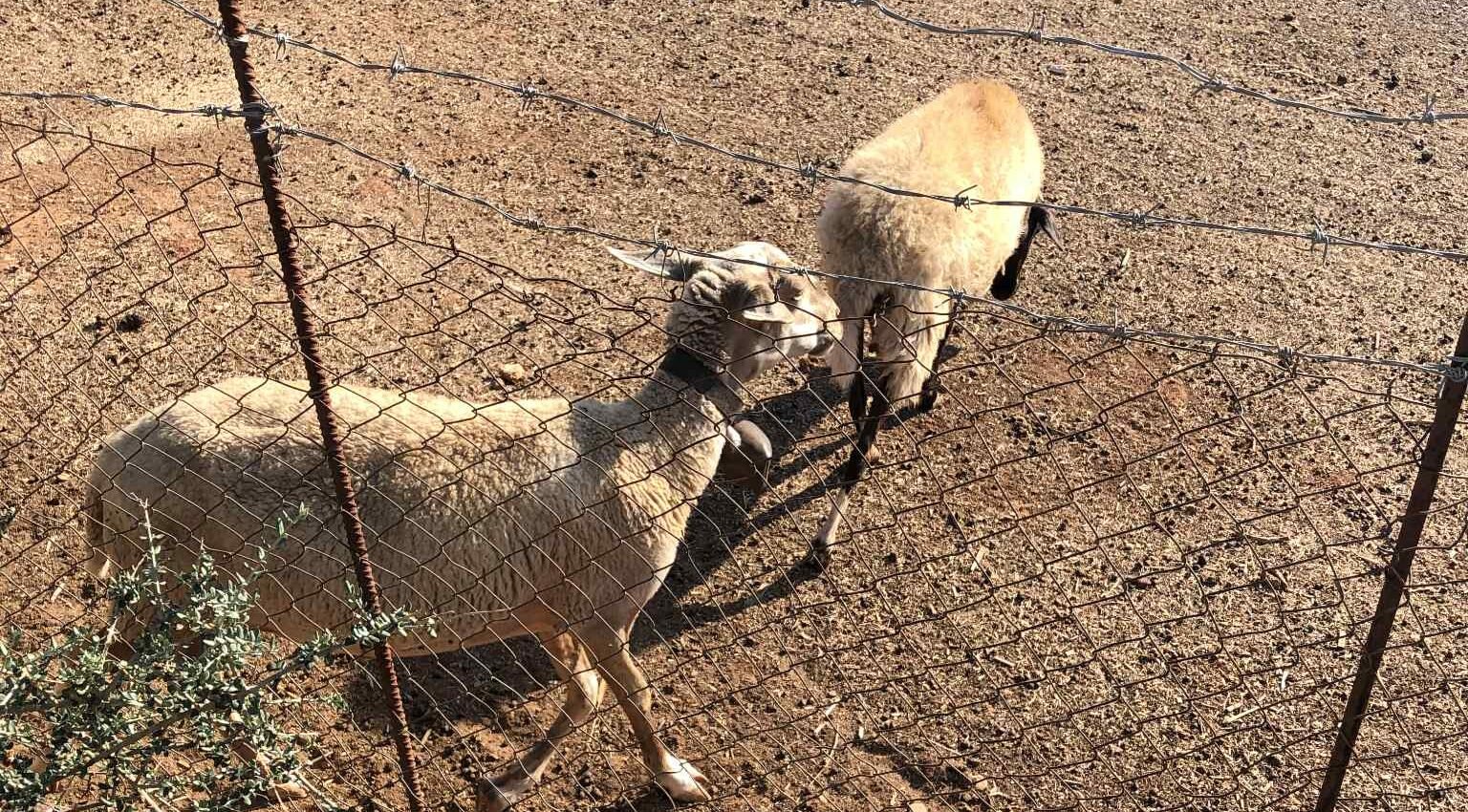 Read more about the article Μειωμένες ποσότητες και τιμές αιγοπρόβειου γάλακτος στο επτάμηνο του 2025